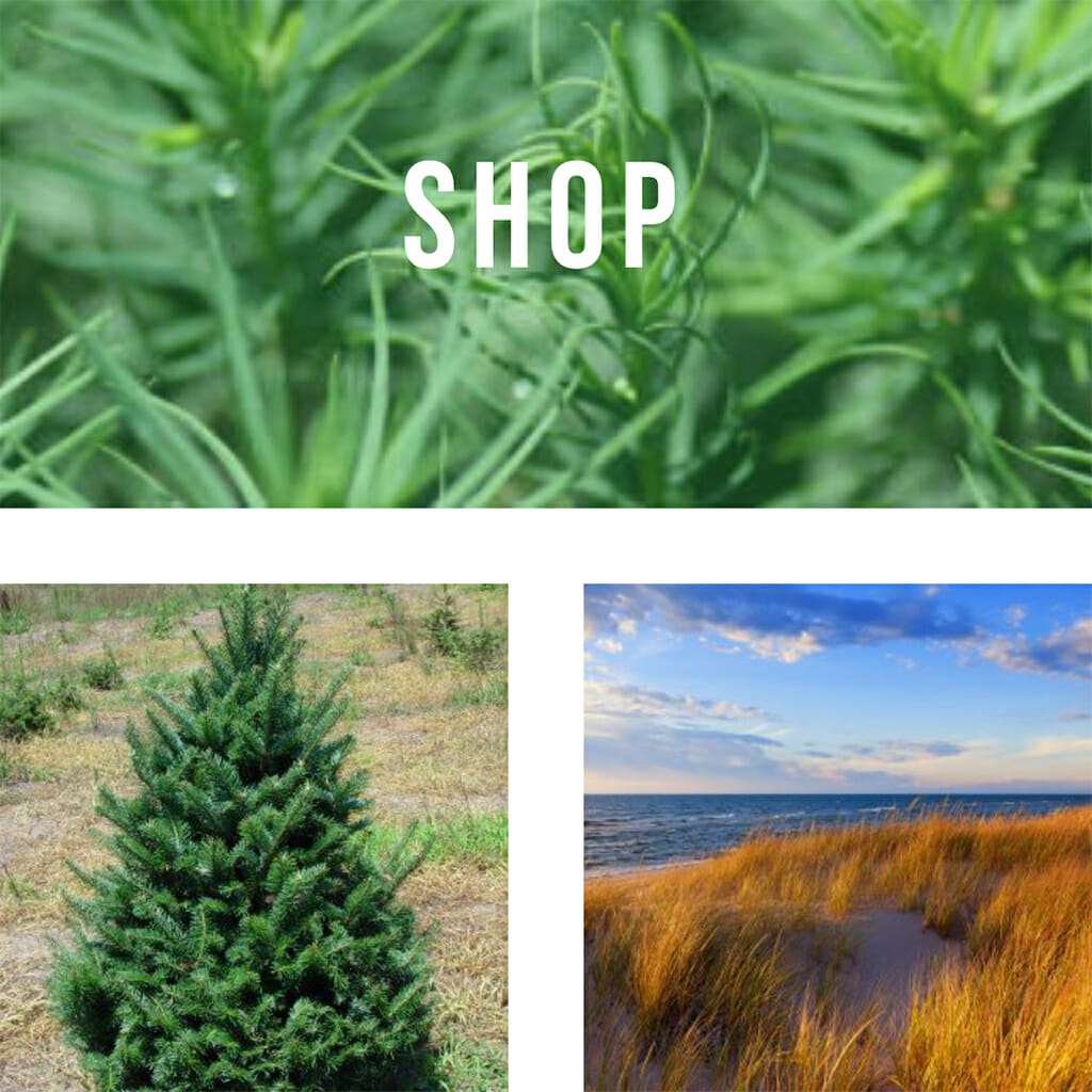 Vans Pines Nursery Website